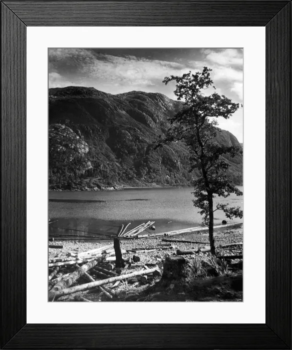 Framed Print : Timber felled by the shores of Loch Shiel, Highland, Scotland. 1st September 1945 Framed Print : Timber felled by the shores of Loch Shiel, Highland, Scotland. 1st September 1945