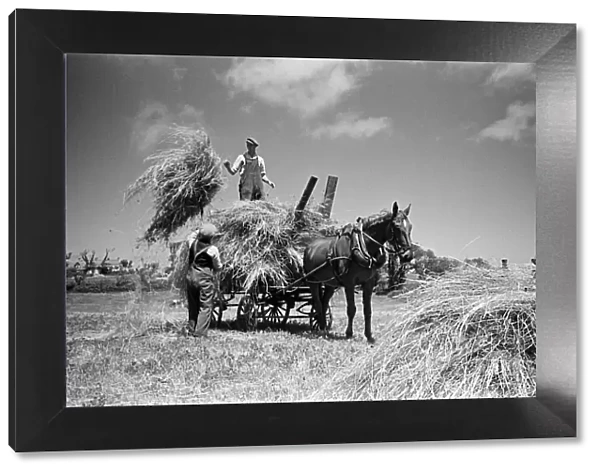 Farmers working on the island of Sark, Channel Islands July 1947