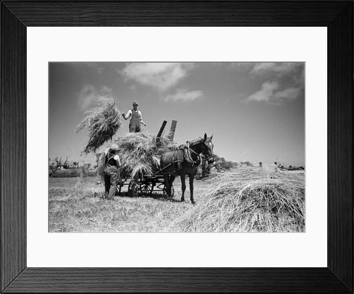 Framed Print : Farmers working on the island of Sark, Channel Islands July 1947 Framed Print : Farmers working on the island of Sark, Channel Islands July 1947