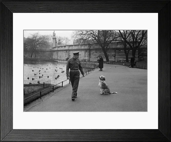 Framed Print : One of the Queens Guardsmen in a park with a dog, London, circa February 1948