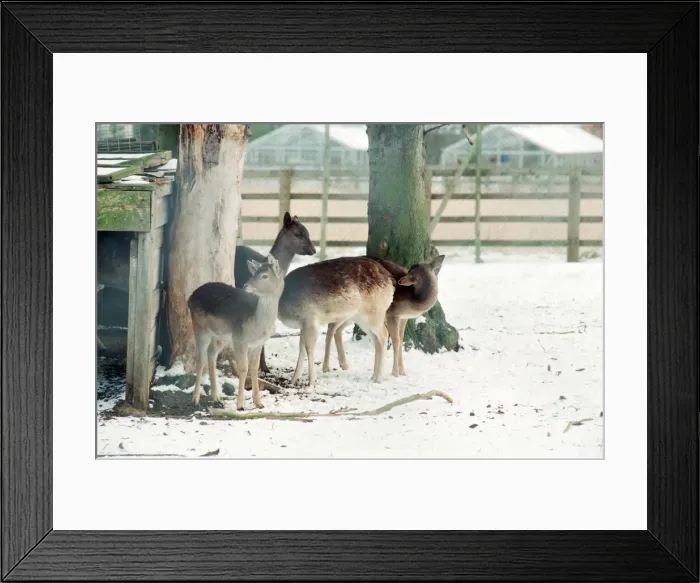 Framed Print : Stewart Park, Marton, Middlesbrough, 28th February 1993 Framed Print : Stewart Park, Marton, Middlesbrough, 28th February 1993
