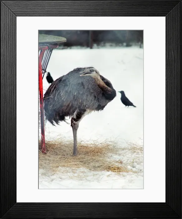 Framed Print : Stewart Park, Marton, Middlesbrough, 28th February 1993 Framed Print : Stewart Park, Marton, Middlesbrough, 28th February 1993