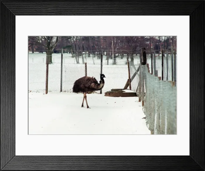 Framed Print : Stewart Park, Marton, Middlesbrough, 28th February 1993 Framed Print : Stewart Park, Marton, Middlesbrough, 28th February 1993