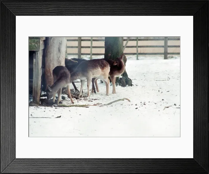 Framed Print : Stewart Park, Marton, Middlesbrough, 28th February 1993 Framed Print : Stewart Park, Marton, Middlesbrough, 28th February 1993