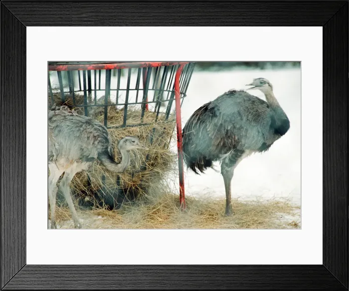 Framed Print : Stewart Park, Marton, Middlesbrough, 28th February 1993 Framed Print : Stewart Park, Marton, Middlesbrough, 28th February 1993