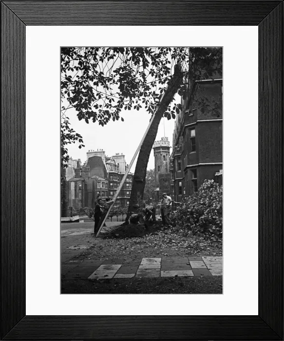 Framed Print : Men cutting down a tree in Fountain Court, The Temple, London, circa 1946 Framed Print : Men cutting down a tree in Fountain Court, The Temple, London, circa 1946