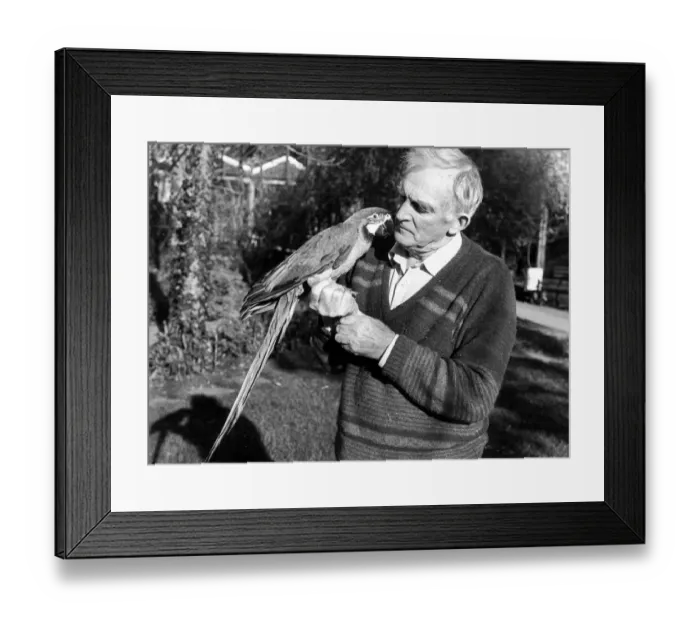 Framed Print : Penscynor Wildlife Park owner Idris Hale holds a blue and gold macaw