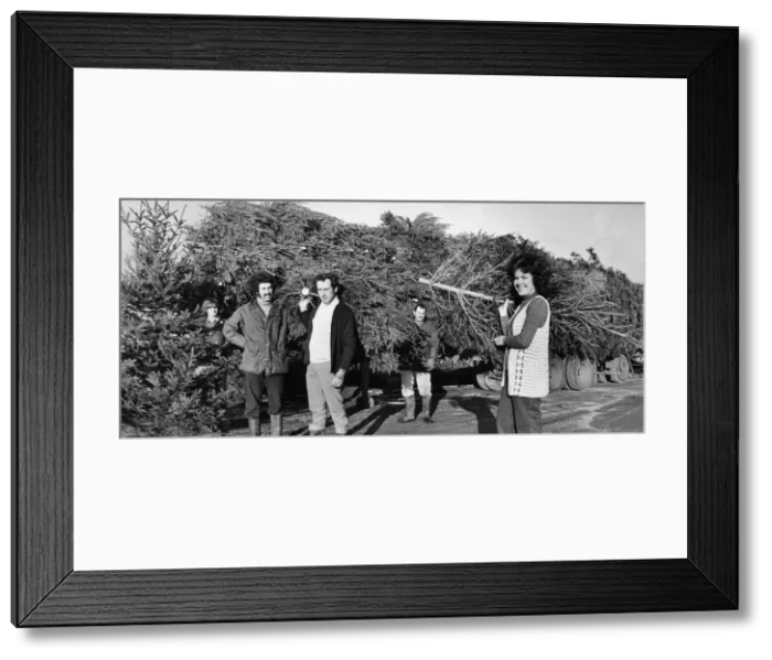Framed Print : Christmas comes a month early... 10, 000 Christmas trees arrived at Vincents Garden Centre