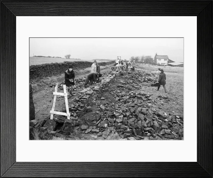 Framed Print : Colne Valley school children dry stone walling at Delves Moor Farm, Slaithwaite