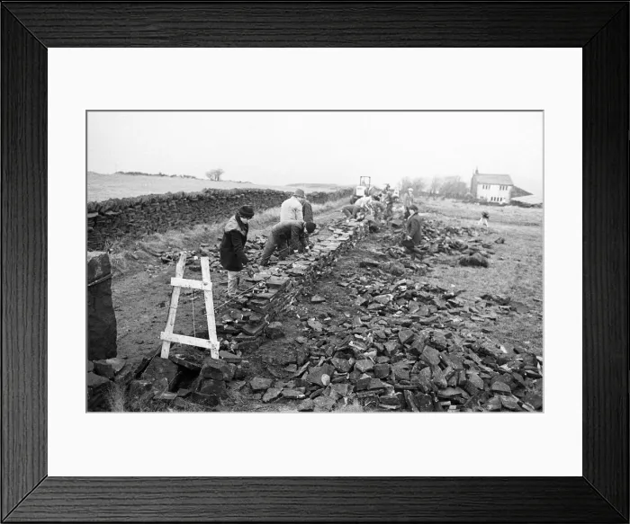 Framed Print : Colne Valley school children dry stone walling at Delves Moor Farm, Slaithwaite Framed Print : Colne Valley school children dry stone walling at Delves Moor Farm, Slaithwaite