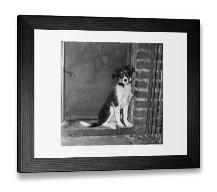 Framed Print : Scruffy, winner of the Dog of the Year, in his cage at Manchester & District Home for Framed Print : Scruffy, winner of the Dog of the Year, in his cage at Manchester & District Home for