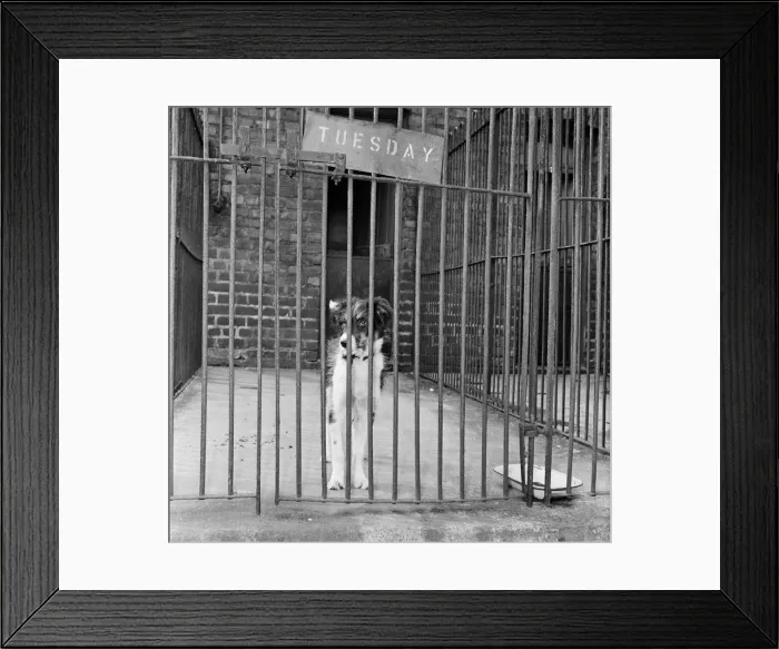 Framed Print : Scruffy, winner of the Dog of the Year, in his cage at Manchester & District Home for