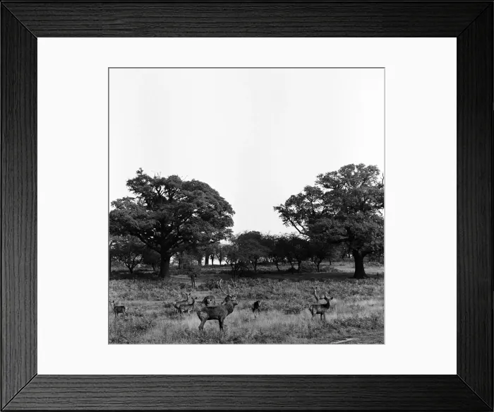 Framed Print : Deer in Richmond Park, London. 28th October 1952 Framed Print : Deer in Richmond Park, London. 28th October 1952