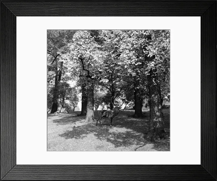 Framed Print : Deer in Richmond Park, London. 28th October 1952