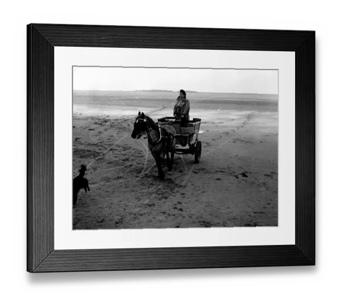 Framed Print : Les Smith, driver of the love trap drives across the sands to the mainland with