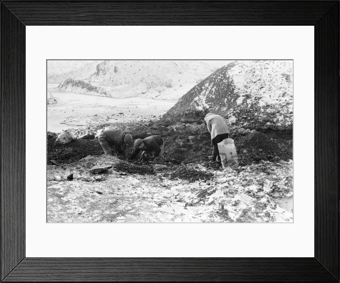 Framed Print : Scavenging for Coal, Hednesford, Staffordshire, Monday 31st January 1972 Framed Print : Scavenging for Coal, Hednesford, Staffordshire, Monday 31st January 1972