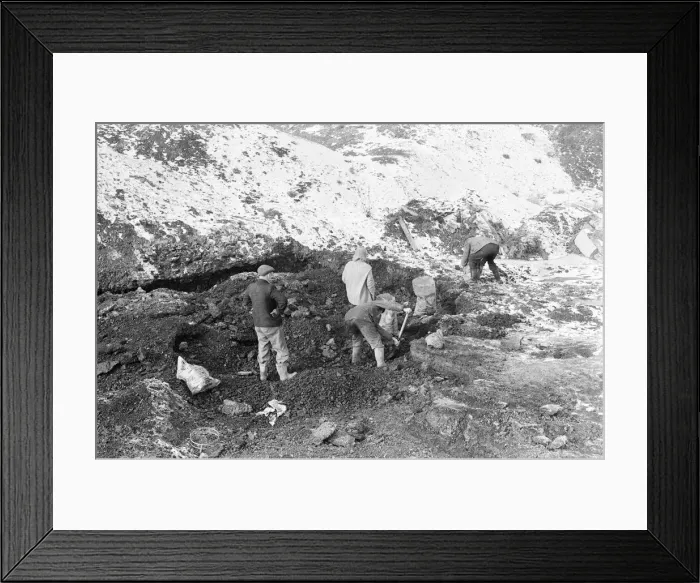 Framed Print : Scavenging for Coal, Hednesford, Staffordshire, Monday 31st January 1972 Framed Print : Scavenging for Coal, Hednesford, Staffordshire, Monday 31st January 1972