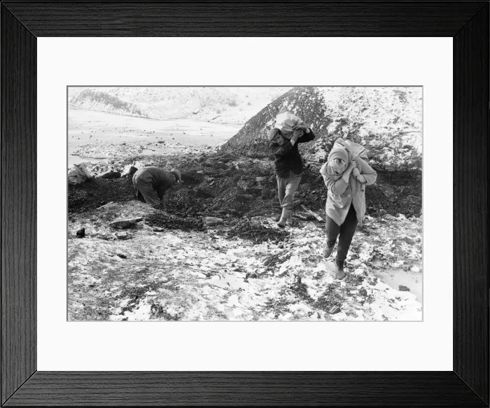 Framed Print : Scavenging for Coal, Hednesford, Staffordshire, Monday 31st January 1972 Framed Print : Scavenging for Coal, Hednesford, Staffordshire, Monday 31st January 1972