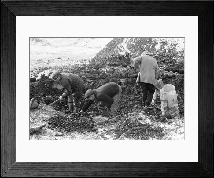 Framed Print : Scavenging for Coal, Hednesford, Staffordshire, Monday 31st January 1972 Framed Print : Scavenging for Coal, Hednesford, Staffordshire, Monday 31st January 1972