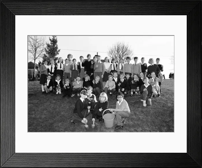 Framed Print : South Crosland CE Junior School Netherton plating bulbs on the corner of Moor Lane Framed Print : South Crosland CE Junior School Netherton plating bulbs on the corner of Moor Lane