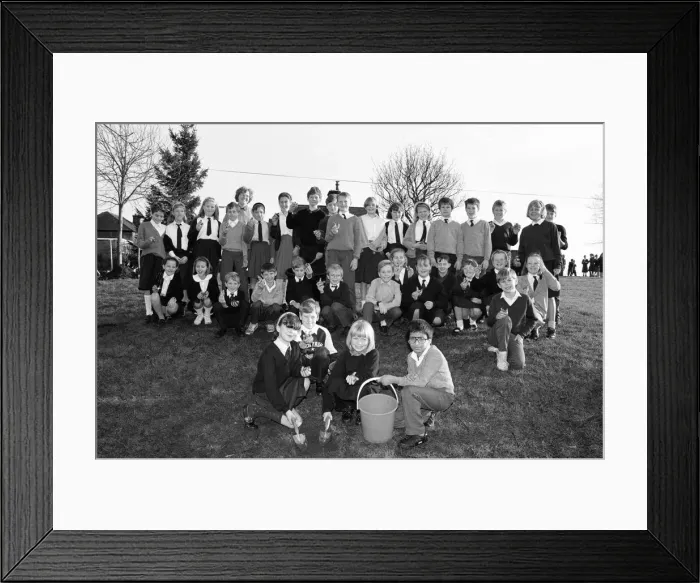 Framed Print : South Crosland CE Junior School Netherton plating bulbs on the corner of Moor Lane Framed Print : South Crosland CE Junior School Netherton plating bulbs on the corner of Moor Lane