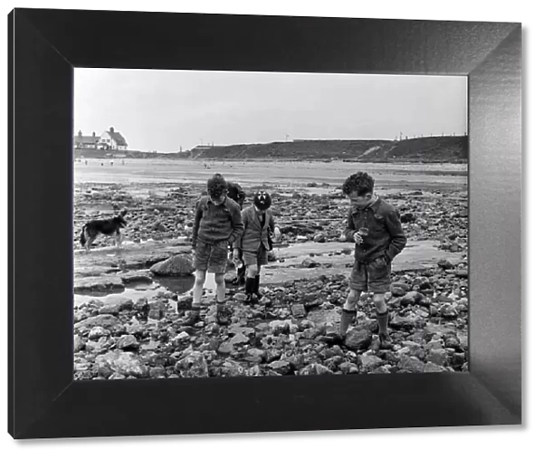 Children picking whelks in Sunderland, Tyne and Wear. 28th April 1954