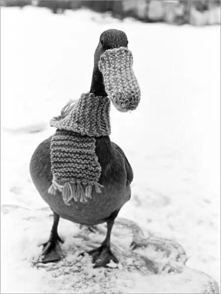 Dottie the Duck - January 1985 in the snow wearing a scarf and beak warmer
