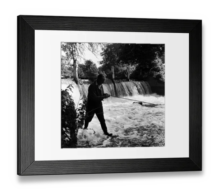 Framed Print : A man fishing in the River Gade in Watford, Hertfordshire. 19th June 1954 Framed Print : A man fishing in the River Gade in Watford, Hertfordshire. 19th June 1954