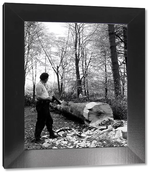 Men chopping a tree down in Ashridge Park, Hertfordshire. 18th May 1954