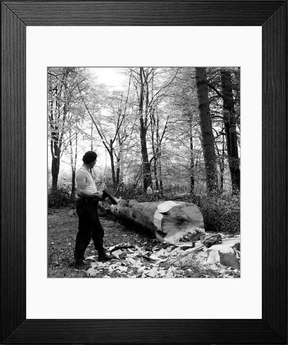 Framed Print : Men chopping a tree down in Ashridge Park, Hertfordshire. 18th May 1954 Framed Print : Men chopping a tree down in Ashridge Park, Hertfordshire. 18th May 1954