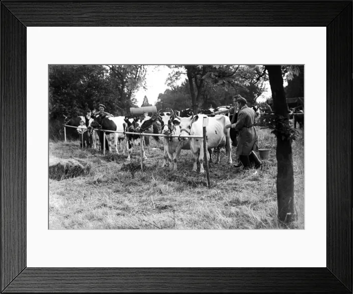 Framed Print : Farmers prepare their cows before agricultural show. Circa 1958
