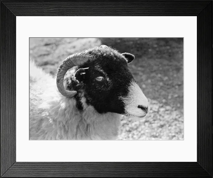 Framed Print : Ram on the Yorkshire Dales, Sunday 24th October 1982 Framed Print : Ram on the Yorkshire Dales, Sunday 24th October 1982