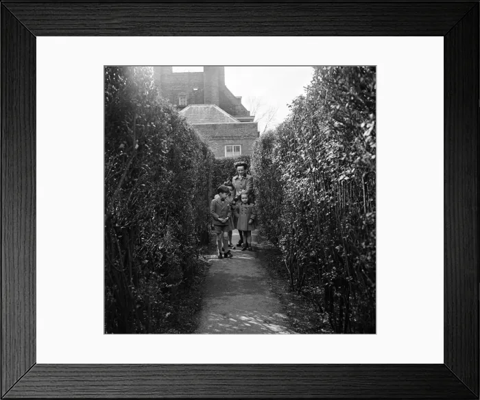 Framed Print : Hampton Court Maze, London Borough of Richmond upon Thames, London, 8th April 1954 Framed Print : Hampton Court Maze, London Borough of Richmond upon Thames, London, 8th April 1954