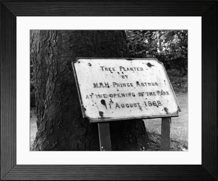 Framed Print : Albert Park, Middlesbrough, 9th August 1968. Tree planted by HRH Prince Arthur Framed Print : Albert Park, Middlesbrough, 9th August 1968. Tree planted by HRH Prince Arthur