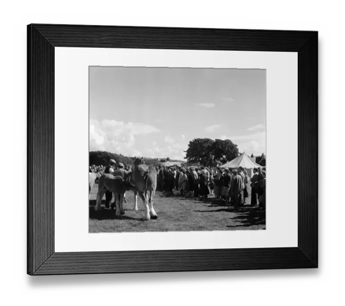 Framed Print : Lorn Agricultural Society Show at Saulmore Park, Oban, Argyll and Bute, Scotland Framed Print : Lorn Agricultural Society Show at Saulmore Park, Oban, Argyll and Bute, Scotland