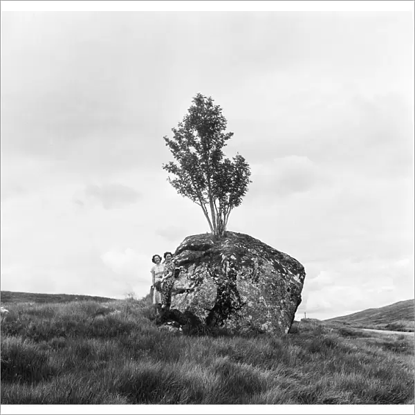 The Rannoch Rowan, a rowan tree growing out of a giant boulder on the desolate wilderness