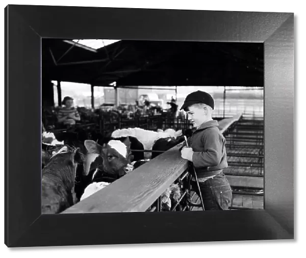 A young boy looking at cows at a cattle market at Thornbury, South Gloucestershire