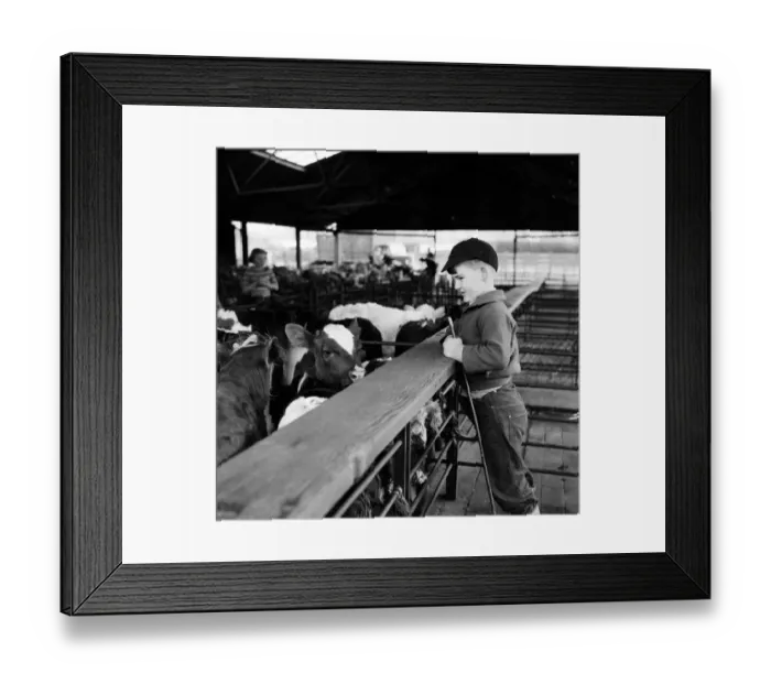 Framed Print : A young boy looking at cows at a cattle market at Thornbury, South Gloucestershire Framed Print : A young boy looking at cows at a cattle market at Thornbury, South Gloucestershire