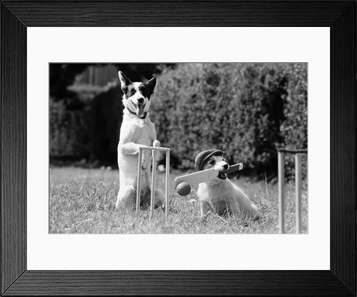 Framed Print : Dogs that work during the weekend busking in London Framed Print : Dogs that work during the weekend busking in London