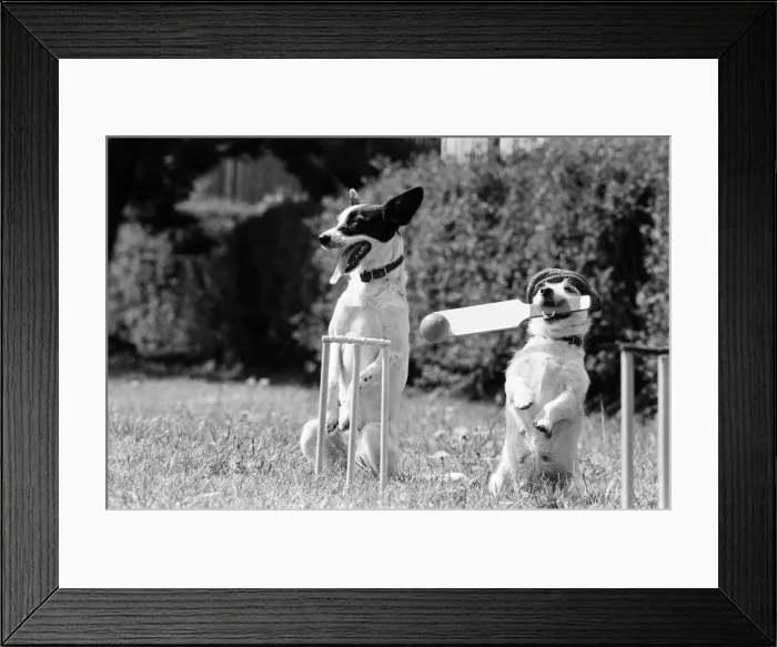 Framed Print : Dogs that work during the weekend busking in London Framed Print : Dogs that work during the weekend busking in London