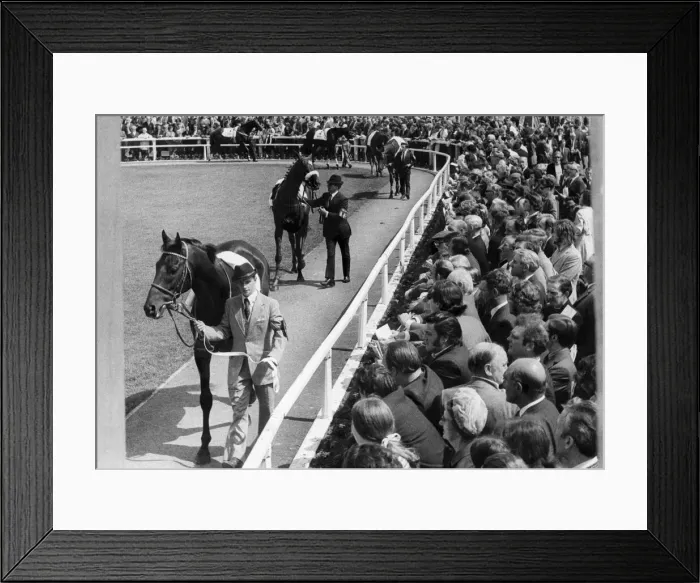 Framed Print : Horses paraded before the big race of the day, the Northumberland Cup at Gosforth Park Framed Print : Horses paraded before the big race of the day, the Northumberland Cup at Gosforth Park
