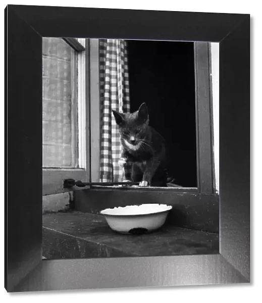 Cat at the home of Jonquil Antony. September 1953 D6216-001
