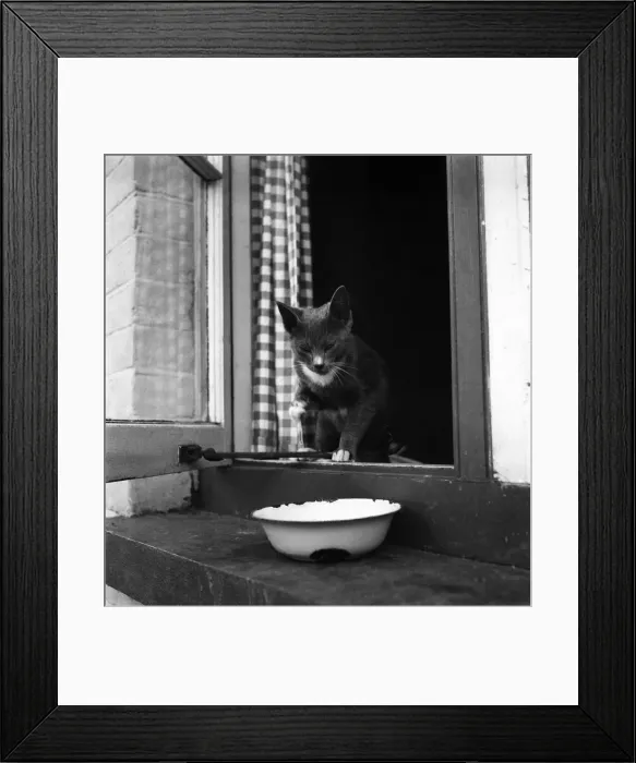 Framed Print : Cat at the home of Jonquil Antony. September 1953 D6216-001 Framed Print : Cat at the home of Jonquil Antony. September 1953 D6216-001