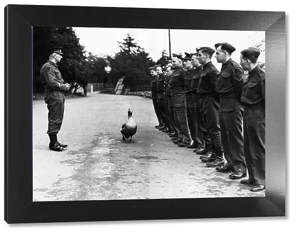 Jimmy is a goose 'attached'to a searchlight unit in the Midlands