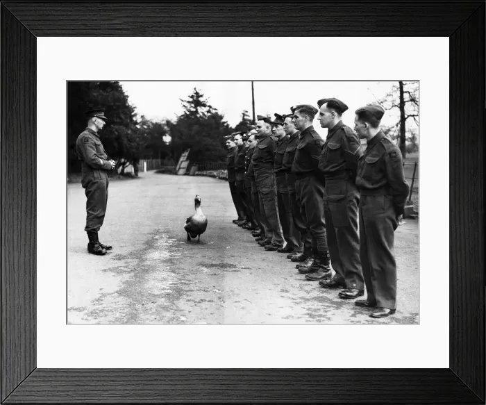 Framed Print : Jimmy is a goose attached'to a searchlight unit in the Midlands