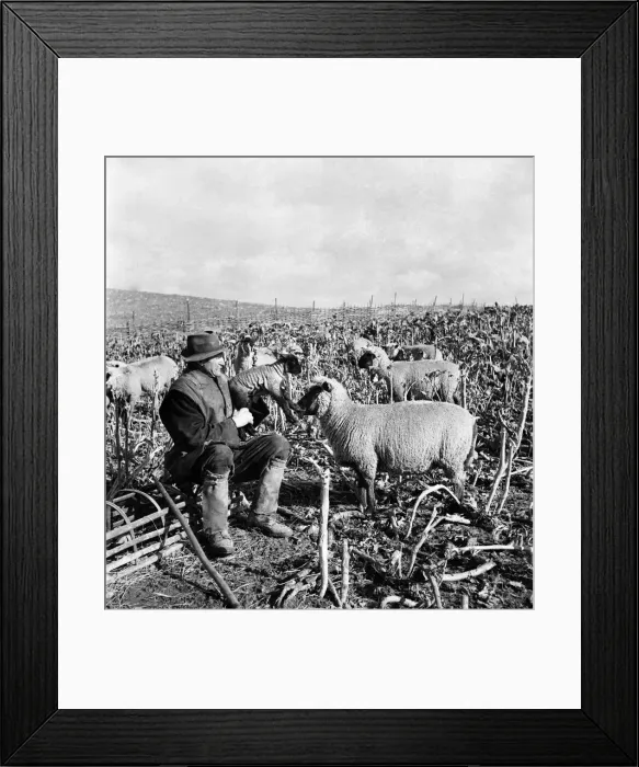 Framed Print : Lambing in Hampshire. March 1953 Framed Print : Lambing in Hampshire. March 1953