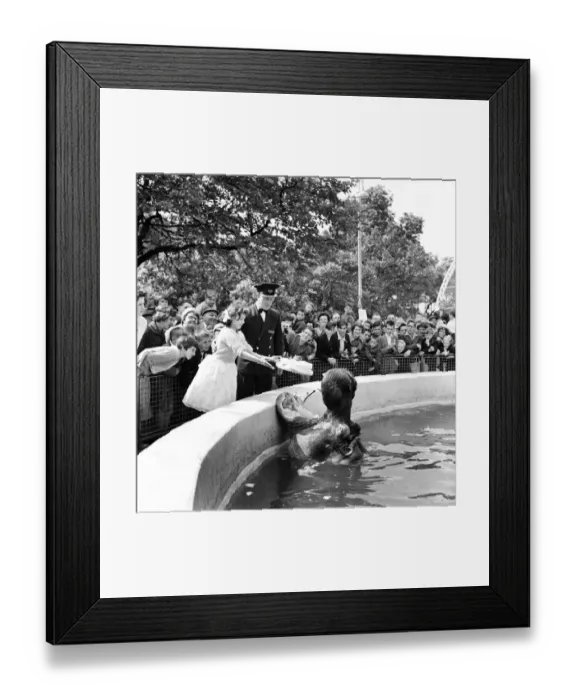 Framed Print : Nicholas the hippo at Belle Vue Zoo in Manchester, Greater Manchester Framed Print : Nicholas the hippo at Belle Vue Zoo in Manchester, Greater Manchester