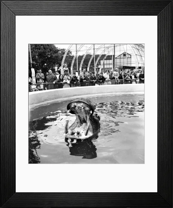 Framed Print : Nicholas the hippo at Belle Vue Zoo in Manchester, Greater Manchester Framed Print : Nicholas the hippo at Belle Vue Zoo in Manchester, Greater Manchester