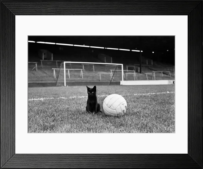 Framed Print : Cat Lucky'with football at the Valley, home ground of Charlton Athletic Framed Print : Cat Lucky'with football at the Valley, home ground of Charlton Athletic