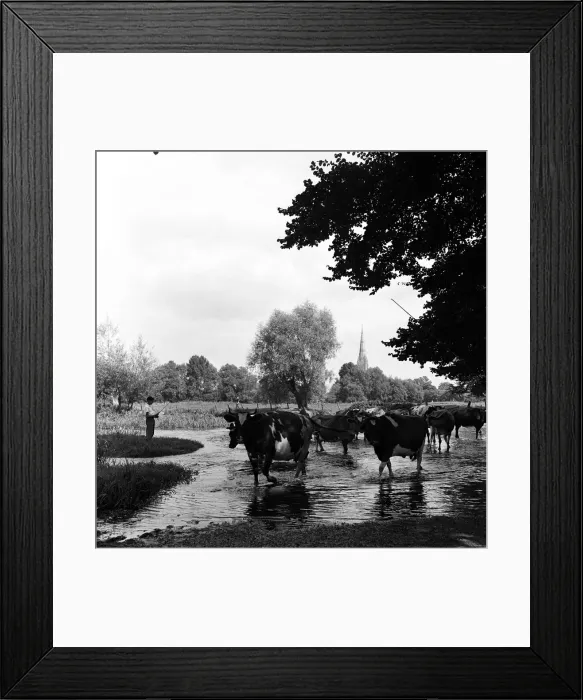 Framed Print : Pastoral scene - Salisbury, Wiltshire, A herdsboy leads the herd of cows along the river Framed Print : Pastoral scene - Salisbury, Wiltshire, A herdsboy leads the herd of cows along the river